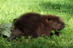 Biber auf Wiese